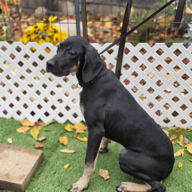 A baby large-sized female Boxer dog named Camilla for adoption in Blairstown, NJ