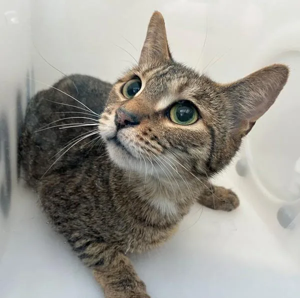 An adult medium-sized female Domestic Short Hair cat named Gruyere for adoption in Staten Island, NY