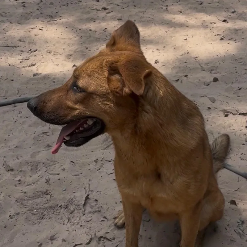 An adult medium-sized female Golden German Shepherd Dog dog named Baby for adoption in Magnolia, TX