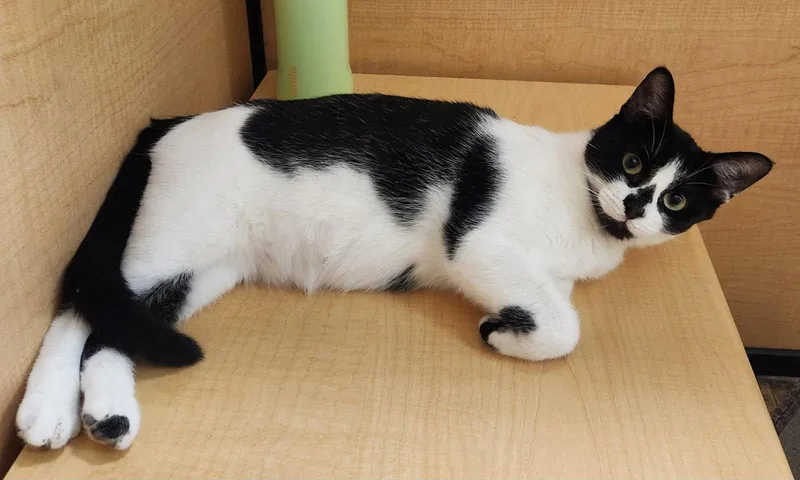 A baby medium-sized female Black & White / Tuxedo Domestic Short Hair cat named Aria for adoption in Barrington Hills, IL
