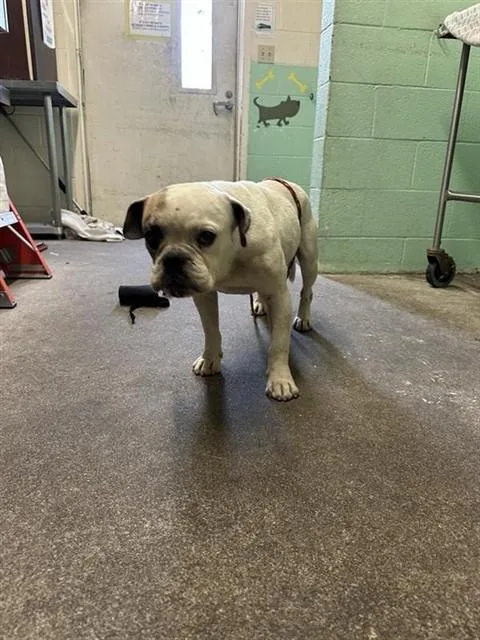 A young medium-sized male English Bulldog dog named Winslow for adoption in Sacramento, CA