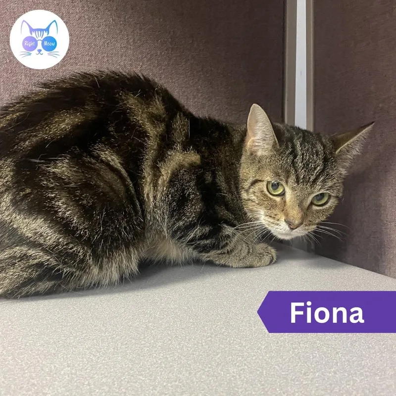 An adult medium-sized female Tabby (Brown / Chocolate) Domestic Short Hair cat named Fiona for adoption in Penfield, NY