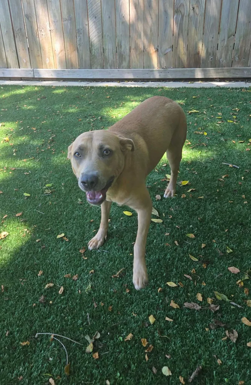 A young medium-sized female Mixed Breed dog named Millie for adoption in Radcliff, KY