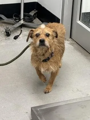 An adult small-sized female Mixed Breed dog named Chocolate Drop Fkadog for adoption in West Chester, PA