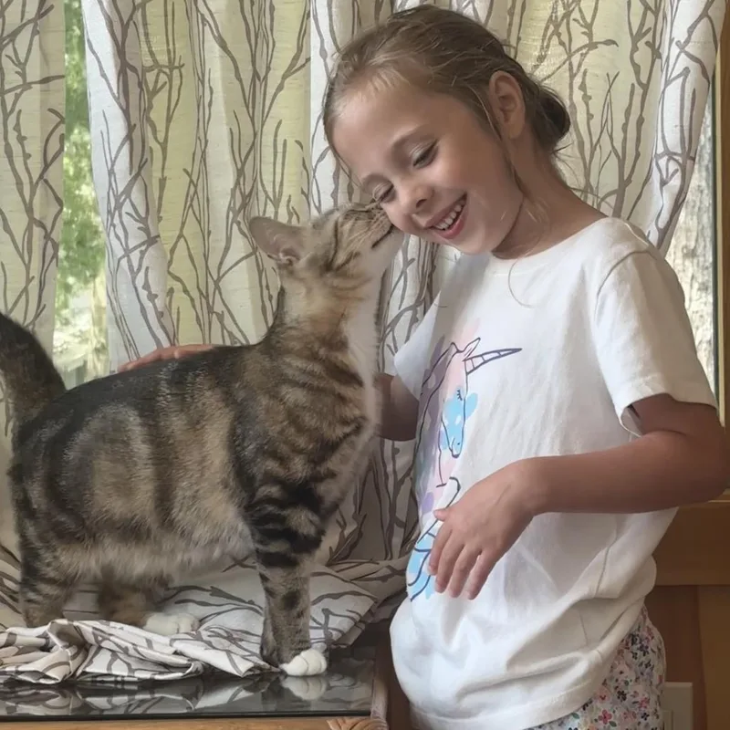 A young small-sized female Buff / Tan / Fawn Domestic Short Hair cat named Duchess for adoption in Glenfield, NY
