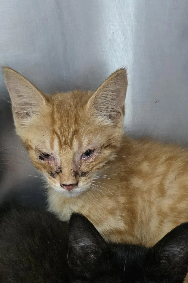 A baby medium-sized male American Bobtail cat named Jude for adoption in Magnolia Springs, AL