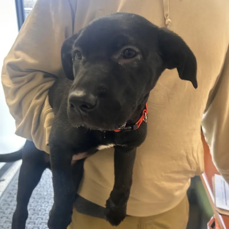 Razabella thumbnail 2