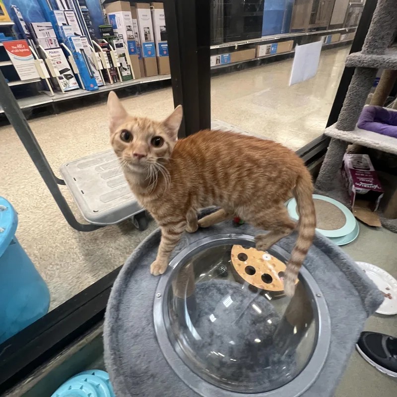 A baby medium-sized male Orange / Red Tabby cat named Leo for adoption in Palmetto, FL