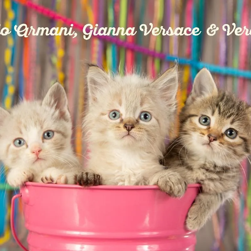 Giorgio Armani thumbnail 6