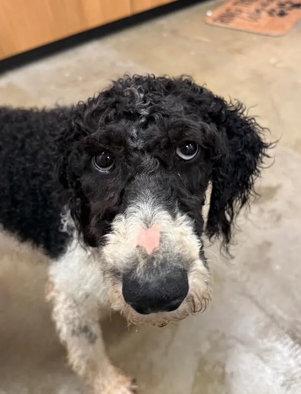 An adult medium-sized male Standard Poodle dog named Forest for adoption in Yankton, SD