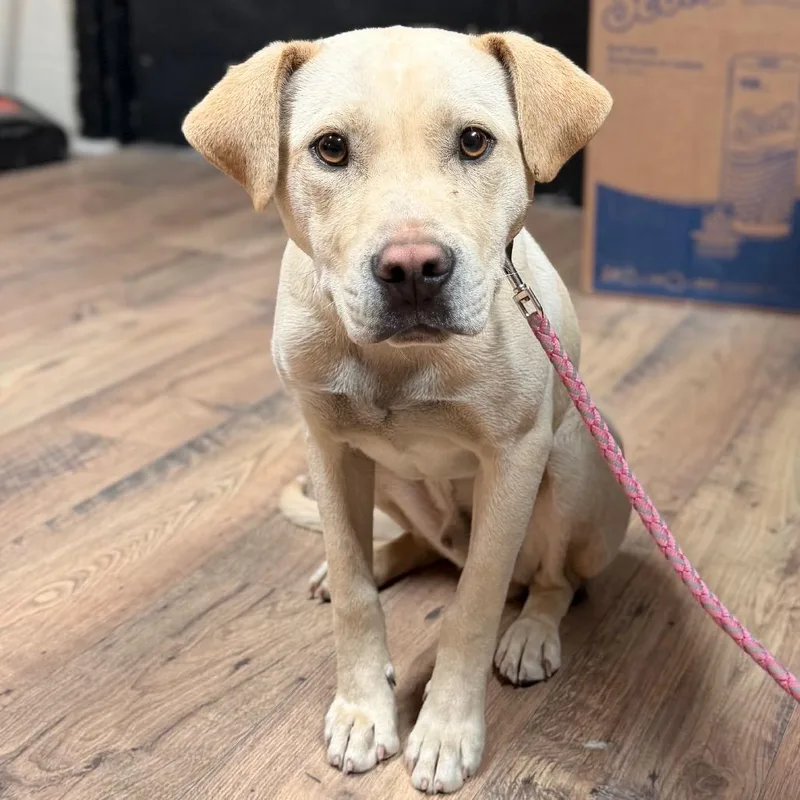 An adult medium-sized male Yellow / Tan / Blond / Fawn Yellow Labrador Retriever dog named Waffle for adoption in Baxter, KY