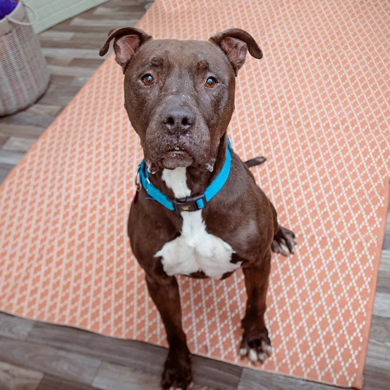 A senior large-sized male Pit Bull Terrier dog named Malleus for adoption in Los Angeles, CA