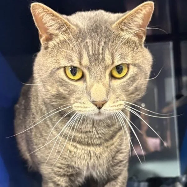 An adult large-sized male Brown / Chocolate Domestic Short Hair cat named Malu for adoption in Concord, NH