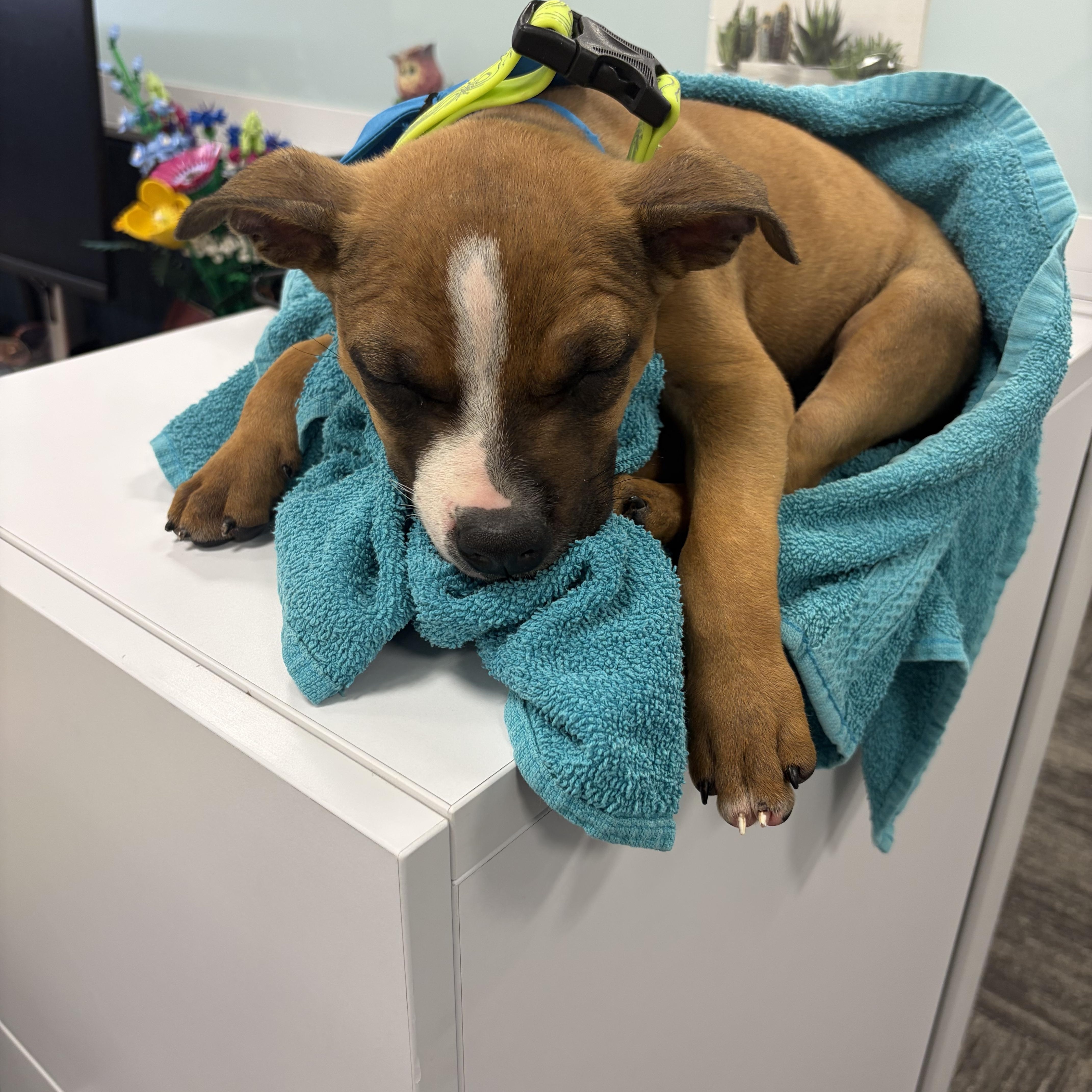 Louis thumbnail 3