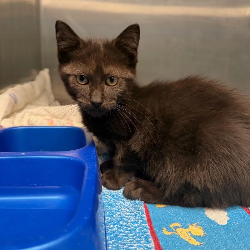 A baby small-sized female Black Domestic Short Hair cat named Wiggles for adoption in East Hanover, NJ