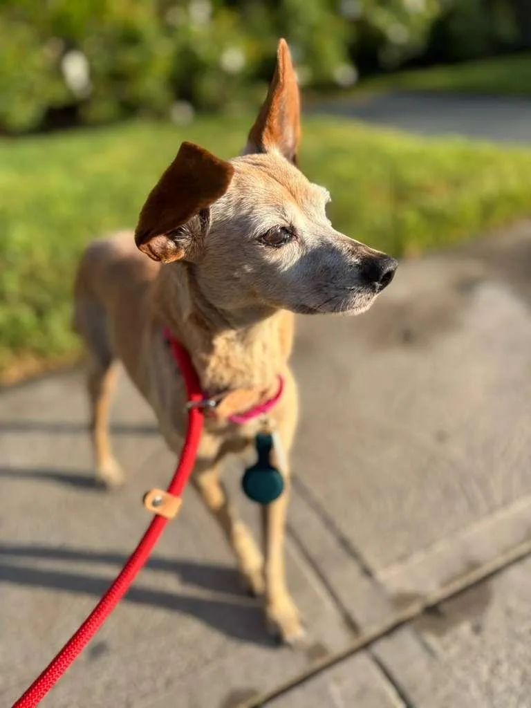 A senior small-sized female Yellow / Tan / Blond / Fawn Chihuahua dog named Lou Anne for adoption in Los Angeles, CA