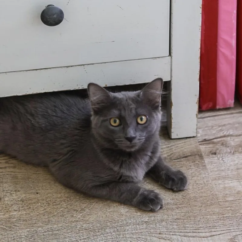 A baby small-sized female Gray / Blue / Silver Domestic Short Hair cat named May for adoption in Los Angeles, CA