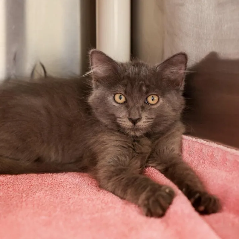 May thumbnail 4