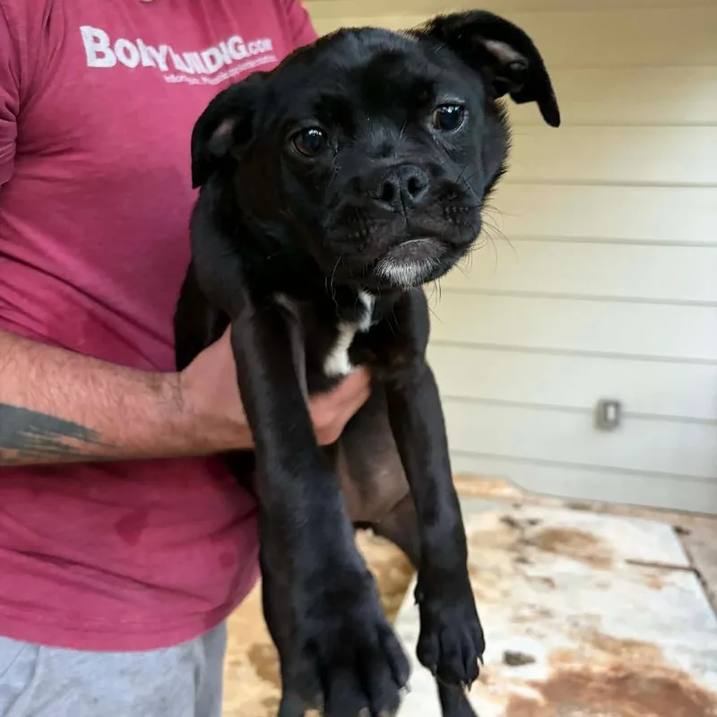 A baby medium-sized female Black Pug dog named Echo for adoption in Newcastle, OK