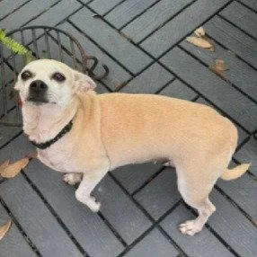 An adult small-sized female Chihuahua dog named Kathy bestieofKate for adoption in Houston, TX