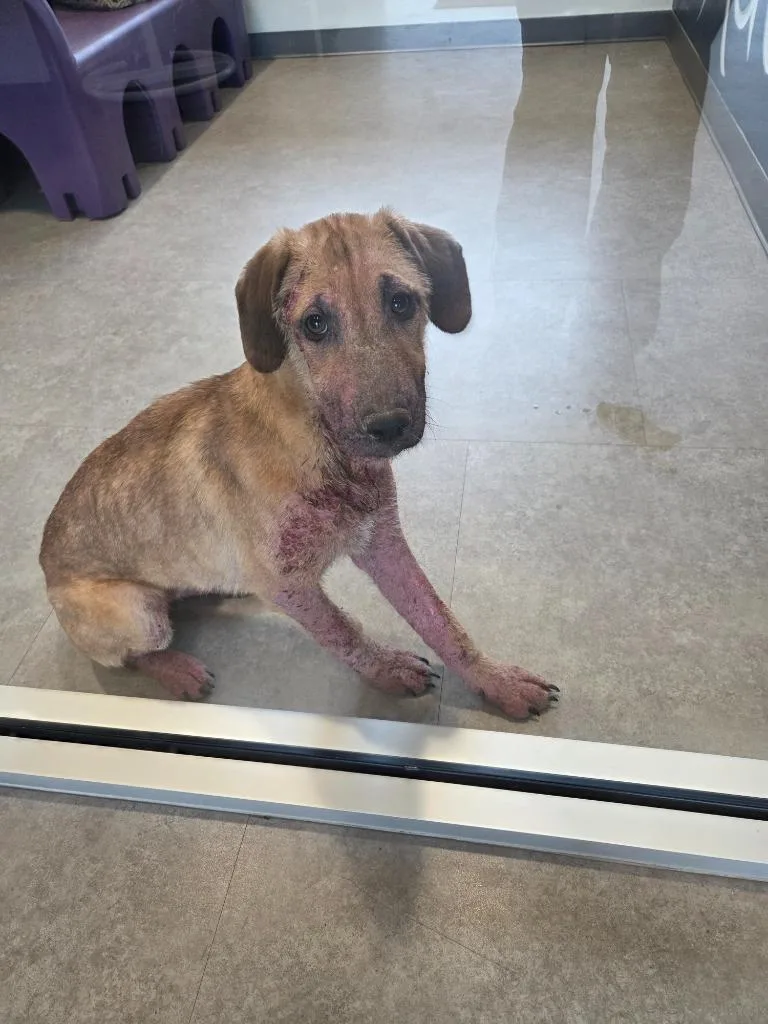A young medium-sized female Mixed Breed dog named Angel for adoption in Bossier City, LA