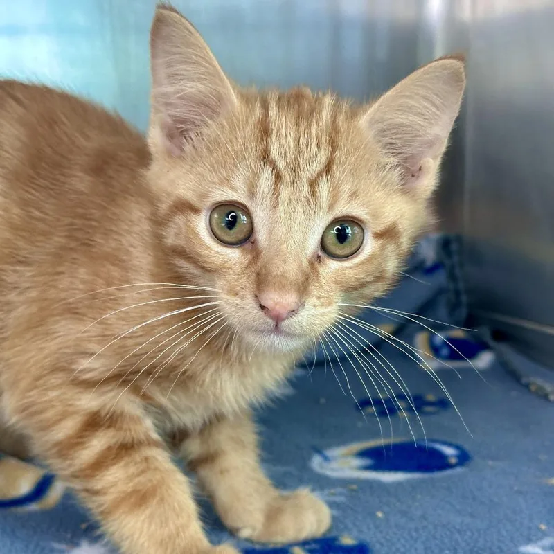 A baby small-sized male Orange / Red Domestic Short Hair cat named Citrine for adoption in Matteson, IL