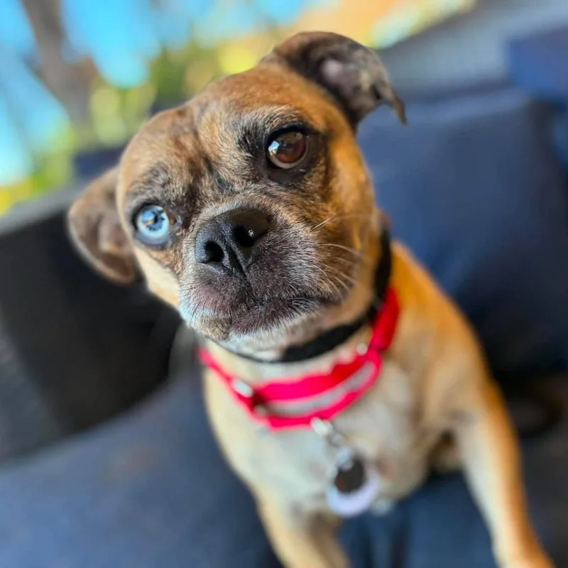 Mac