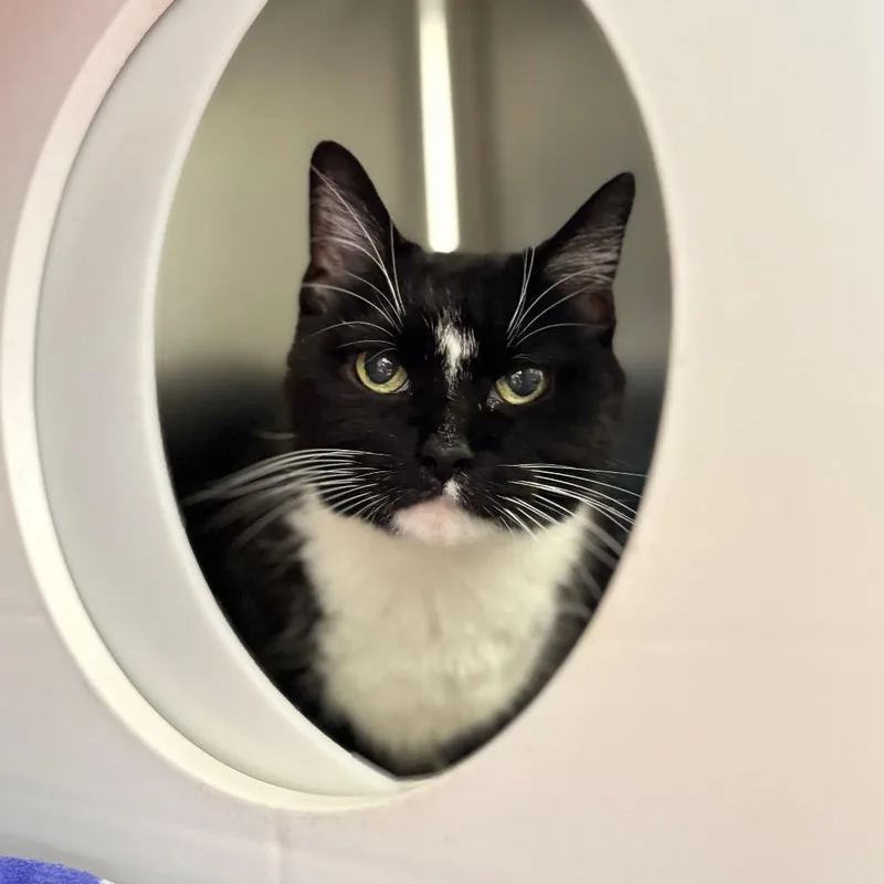 A senior medium-sized female Domestic Short Hair cat named Gracie for adoption in Nashville, IN