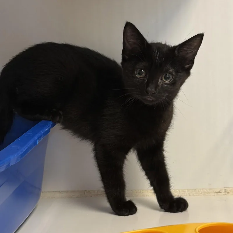 A baby small-sized male Black Domestic Short Hair cat named Shark for adoption in Oakland, CA