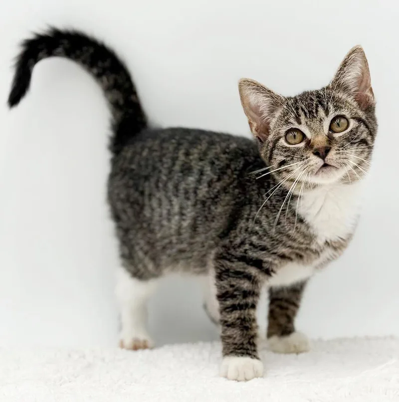A baby small-sized male Tabby (Brown / Chocolate) Bengal cat named Charles is in charge for adoption in Bedford Hills, NY
