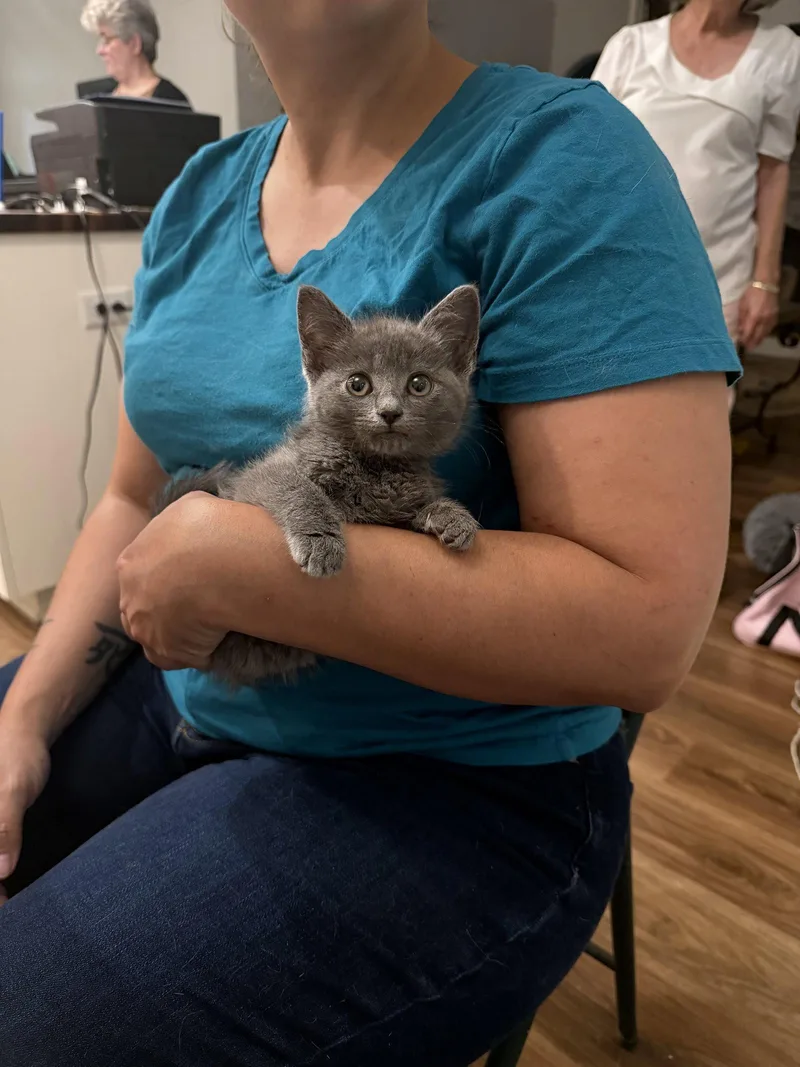 A young medium-sized female Russian Blue cat named Koa for adoption in Camden, SC
