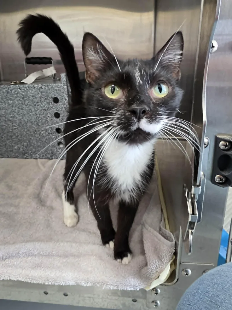 A young medium-sized female Black & White / Tuxedo Domestic Short Hair cat named Magpie for adoption in Umatilla, FL