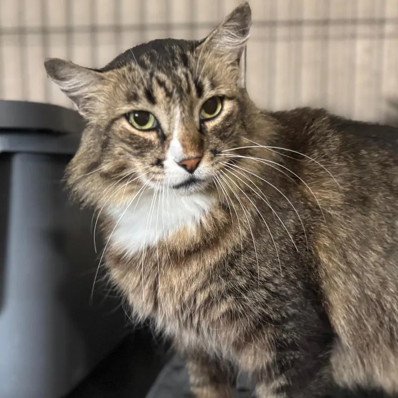 An adult large-sized female Brown / Chocolate Domestic Short Hair cat named Donna for adoption in Boston, MA