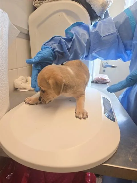 A baby small-sized male Chihuahua dog named Spike for adoption in Albuquerque, NM