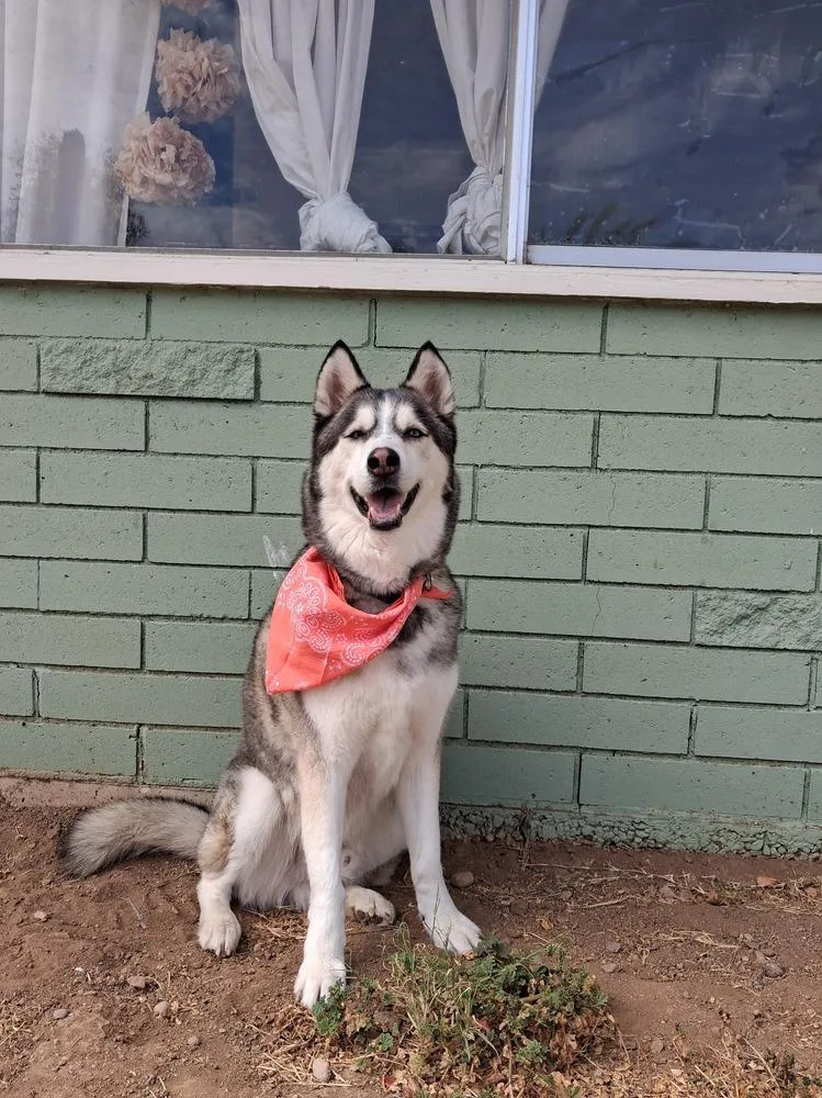 An adult medium-sized male Gray / Blue / Silver Husky dog named Cody for adoption in Escondido, CA
