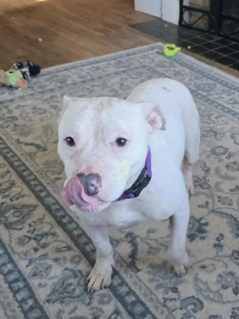 An adult medium-sized female White / Cream Pit Bull Terrier dog named Mouse for adoption in Grand Rapids, MI