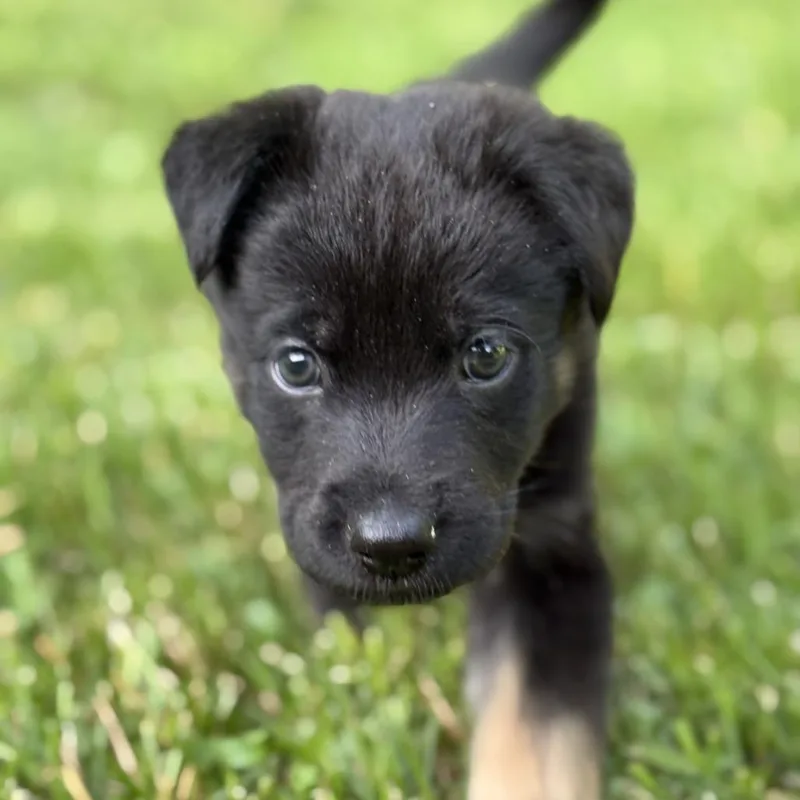 A baby small-sized male Black Mixed Breed dog named Macaron for adoption in Washington Township, OH