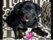A baby medium-sized female Mixed Breed dog named Goldie for adoption in West Chester, PA