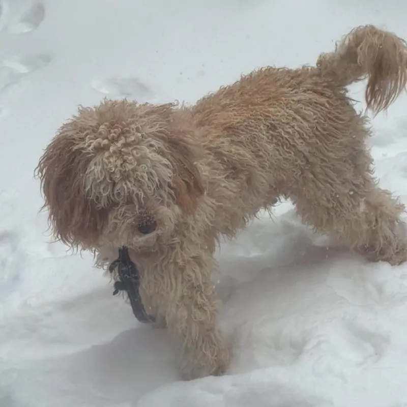 An adult small-sized male Yellow / Tan / Blond / Fawn Miniature Poodle dog named Marquises for adoption in Philadelphia, PA