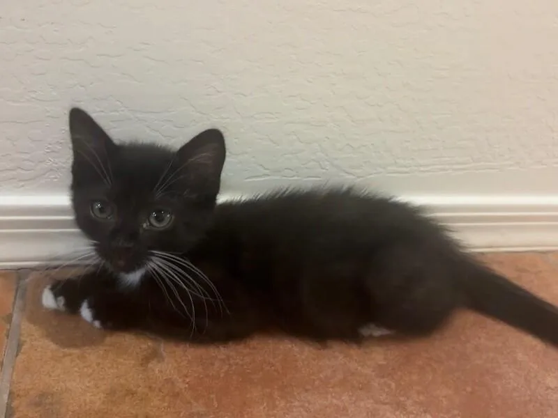 A baby medium-sized male Black Domestic Medium Hair cat named Odie Lasagna Litter for adoption in Anthem, AZ