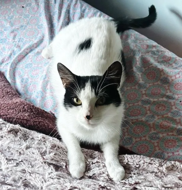 A young medium-sized female Black & White / Tuxedo Domestic Medium Hair cat named Crouton for adoption in Philadelphia, PA