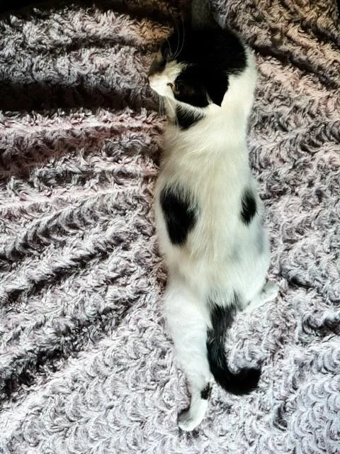 Crouton thumbnail 3
