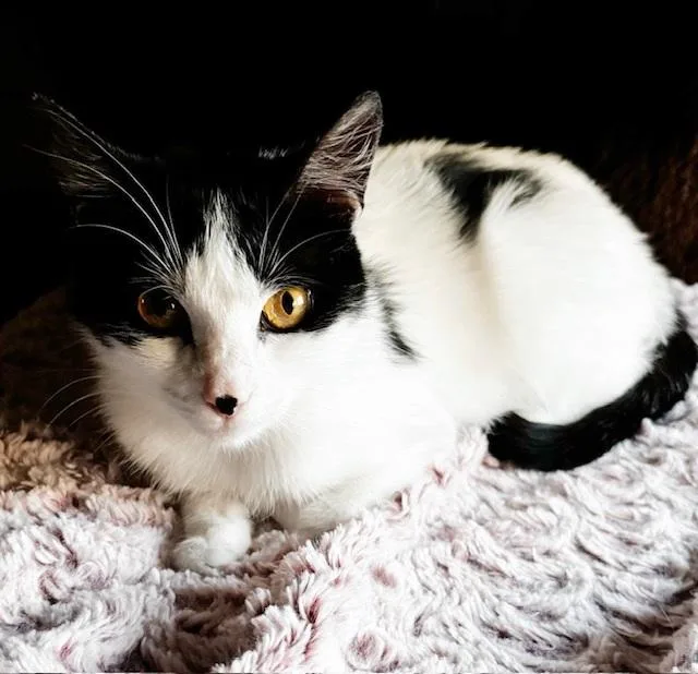 Crouton thumbnail 5