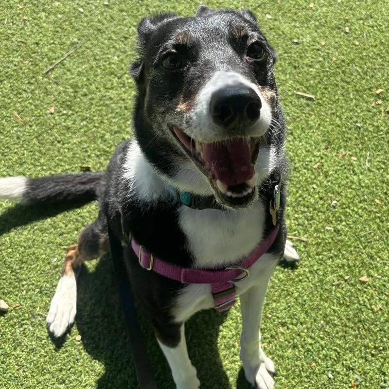 A senior medium-sized male Mixed Breed dog named Boomer for adoption in Chicago, IL