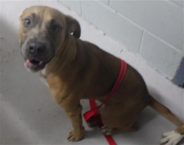 A young medium-sized female Pit Bull Terrier dog named Wendy'S for adoption in Augusta, GA