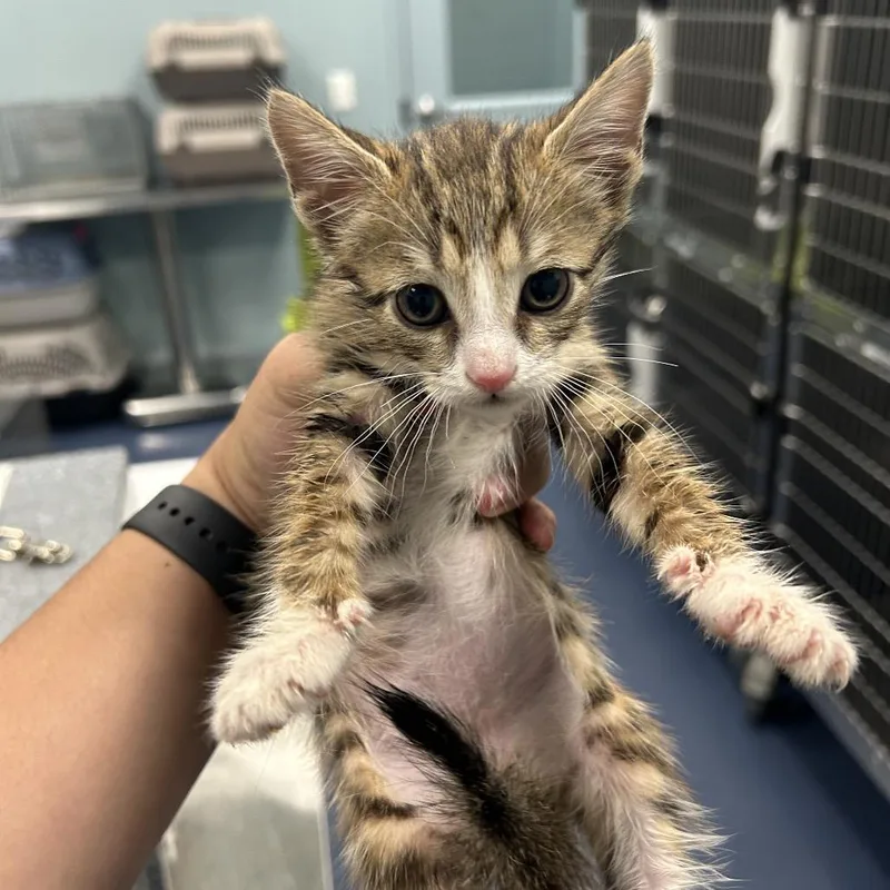 A baby small-sized male Brown / Chocolate Domestic Short Hair cat named Motel for adoption in Greensboro, NC