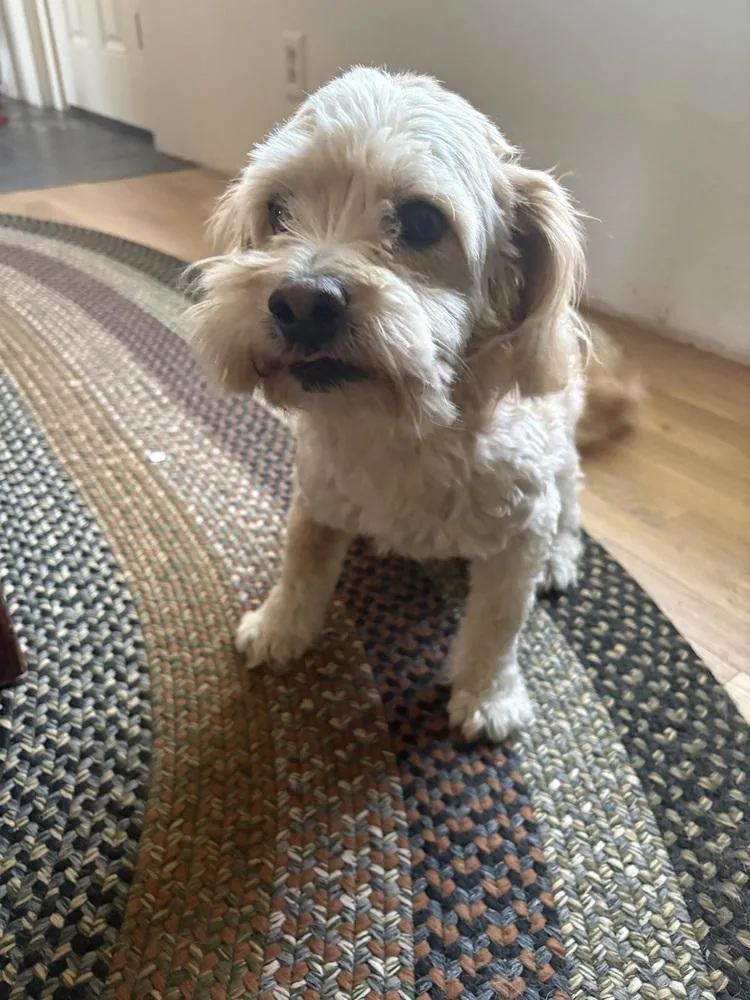 A senior medium-sized male Poodle dog named Finch fka Flannel for adoption in Sedalia, CO