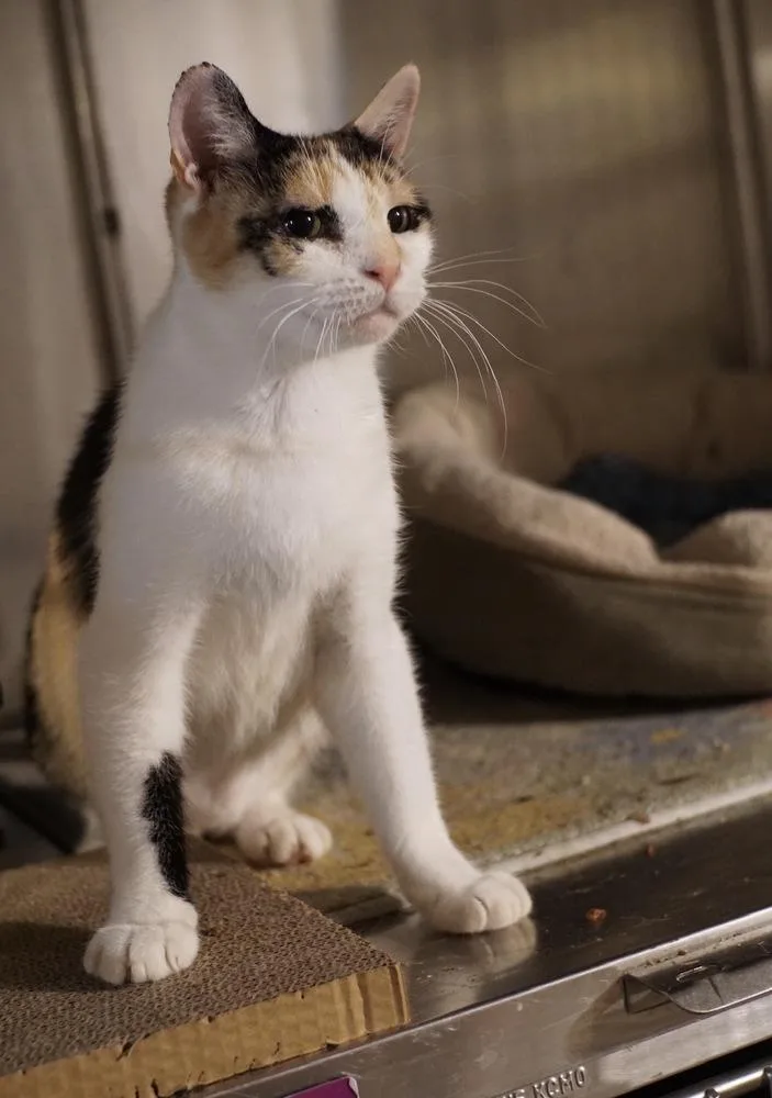 An adult large-sized female Black & White / Tuxedo Domestic Short Hair cat named Jolene for adoption in Bolton, CT