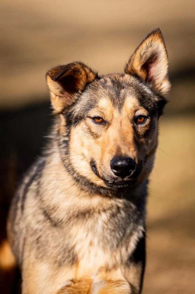 Johnny Steve thumbnail 2