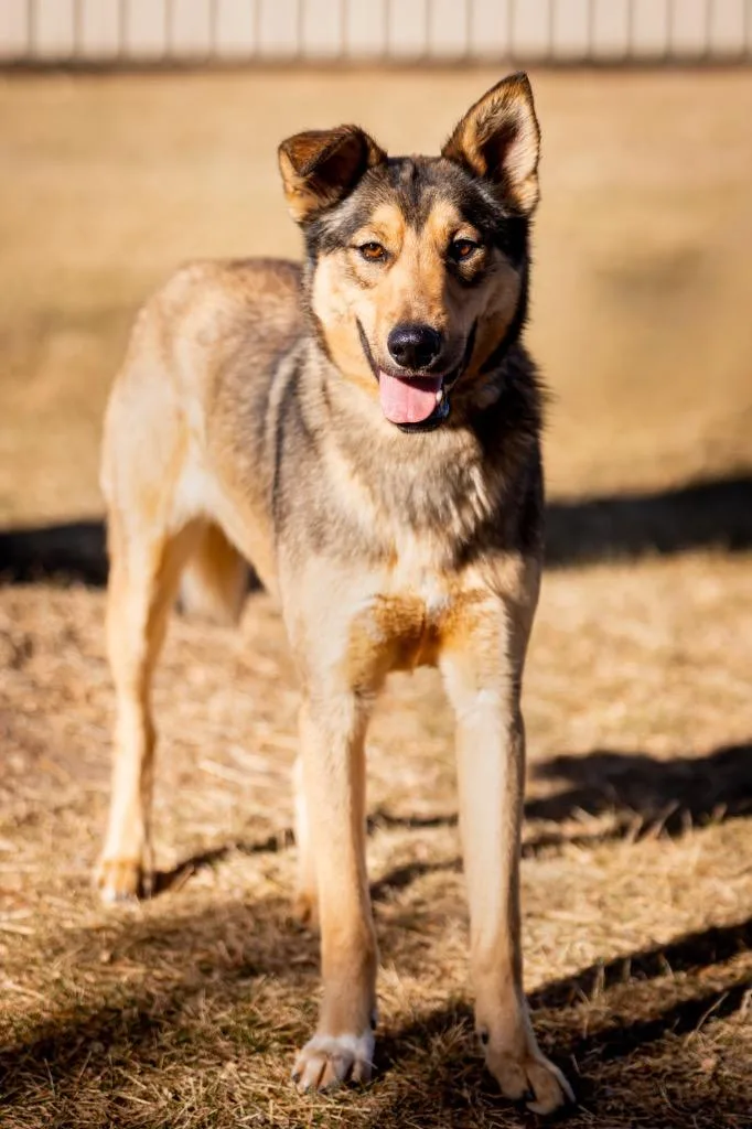 Johnny Steve thumbnail 4